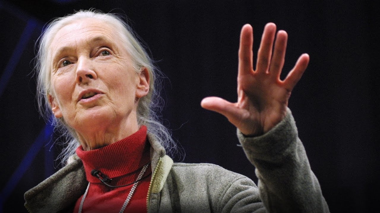 What separates us from chimpanzees? | Jane Goodall — video