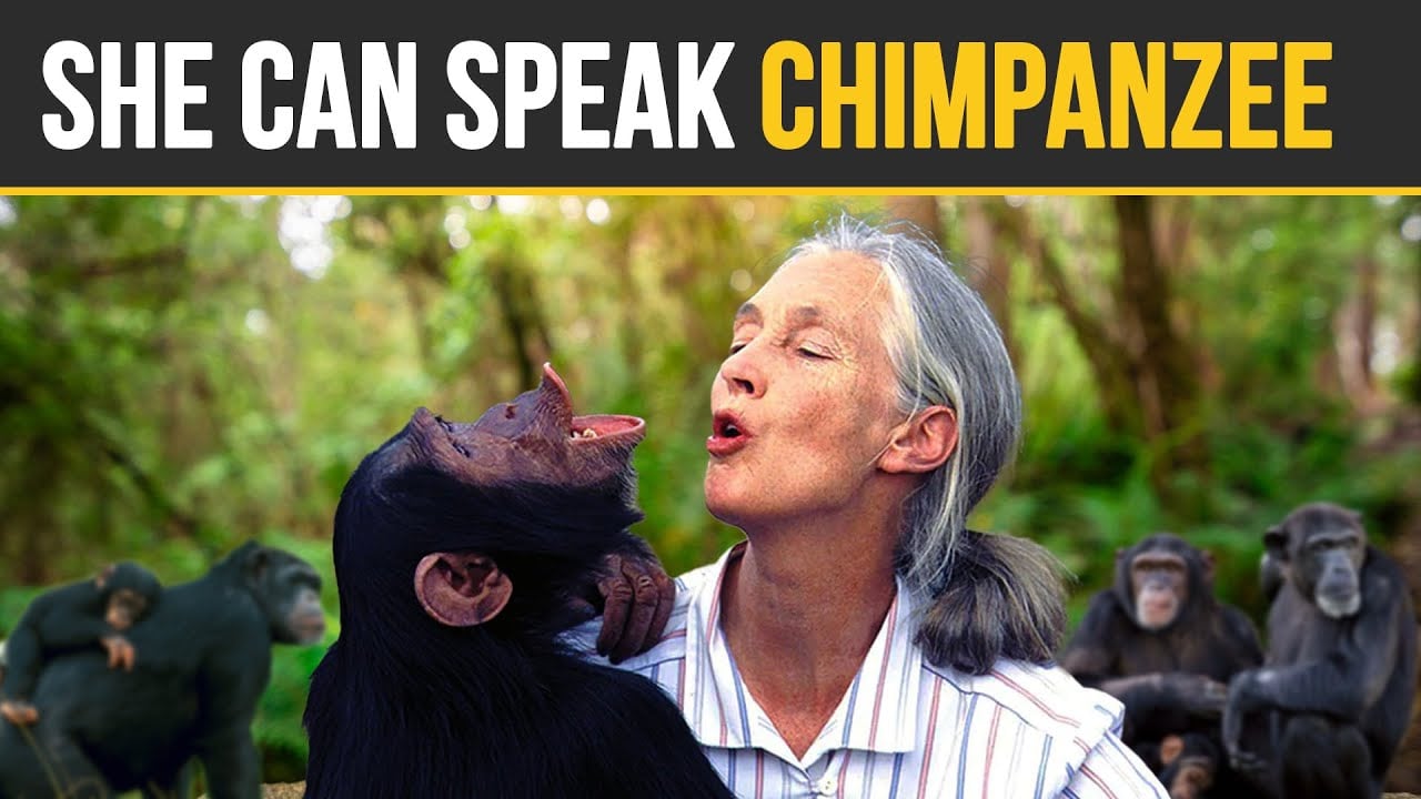 She Can Speak Chimpanzee — video
